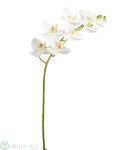 Phalaenopsis 95 cm