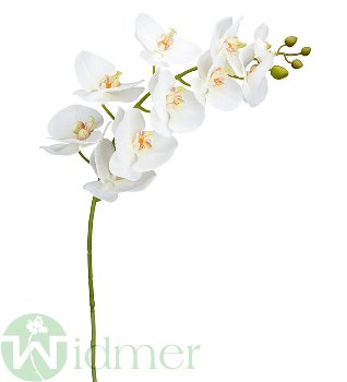 Phalaenopsis 105 cm