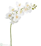 Phalaenopsis 105 cm