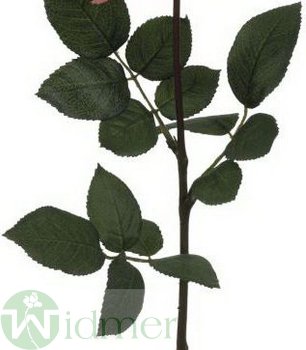 Rosenstiel 76 cm ohne Kopf