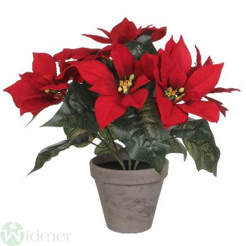 Poinsettia D33/H30 cm m.T.