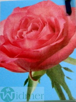 Karte, LB 5x7cm, 151111154