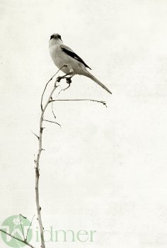 Karten LB11.5x17 cm,494911065